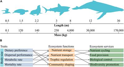 Traits Shared by Marine Megafauna and Their Relationships With Ecosystem Functions and Services